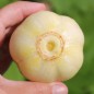 Preview: Gurke True Lemon (Samen)