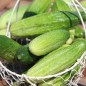 Preview: Gurke Vorgebirgstrauben (Samen)