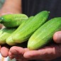 Preview: Gurke Vorgebirgstrauben (Samen)
