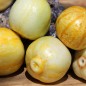 Preview: Gurke True Lemon (Samen)