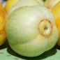 Preview: Gurke True Lemon (Samen)
