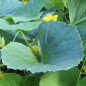 Preview: Gurkenmelone Carosello Bianco Leccese (Samen)