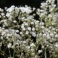 Preview: Hohes Schleierkraut Snowflake (Samen)