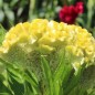 Preview: Hahnenkamm Coral Garden (Samen)
