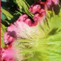 Preview: Hahnenkamm Coral Garden (Samen)