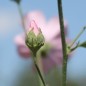 Preview: Hanfblättriger Eibisch (Samen)