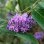 Preview: Sarsaparilla violett (Samen)