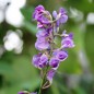 Preview: Sarsaparilla violett (Samen)