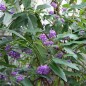 Preview: Sarsaparilla violett (Samen)