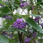 Preview: Sarsaparilla violett (Samen)