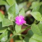 Preview: Herzblattsalat (Samen)