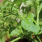 Preview: Herzblattsalat (Samen)