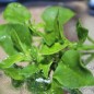 Preview: Herzblattsalat (Samen)
