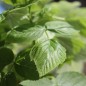 Preview: Zwerg-Himbeere Baby Dwarf (Pflanze)