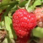 Preview: Zwerg-Himbeere Baby Dwarf (Pflanze)