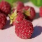 Preview: Himbeere Summer Chef (Pflanze)
