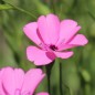 Preview: Neu! Himmelsröschen Nobilis (Samen)