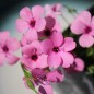Preview: Himmelsröschen Nobilis (Samen)