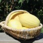 Preview: Honigmelone Blanco de Ribatejo (Samen)