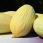 Preview: Honigmelone Blanco de Ribatejo (Samen)