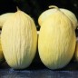 Preview: Honigmelone Blanco de Ribatejo (Samen)