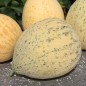 Preview: - Kopie - Kopie - Kopie
