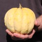 Preview: Honigmelone Delice de Table (Samen)