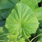 Preview: Honigmelone Delice de Table (Samen)