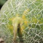 Preview: Honigmelone Galia (Samen)