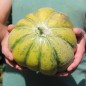Preview: Neu! Honigmelone Nickerie Triangle (Samen)