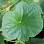Preview: Honigmelone Oka (Samen)