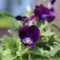 Preview: Hornveilchen King Henry (Samen)