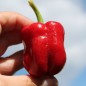 Preview: Gemüsechili Cayun Belle (Schärfe 1) (Samen)