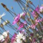 Preview: Immortelle - Papierblume Double Mix  (Samen)