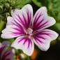 Preview: Indische Malve pink
