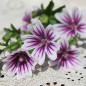 Preview: Indische Malve pink (Samen)
