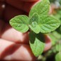 Preview: Israelischer Oregano (Samen)
