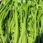 Preview: Italienische Riesenpetersilie (Samen)