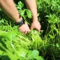 Preview: Italienische Riesenpetersilie (Samen)