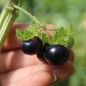 Preview: Jaltomate Tomatito Morado (Samen)