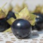 Preview: Jaltomate Tomatito Morado (Samen)