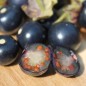 Preview: Jaltomate Tomatito Morado (Samen)