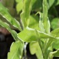 Preview: Japanischer Ingwer White Arrow  (Pflanze)