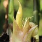 Preview: Japanischer Ingwer Dancing Crane (Pflanze)