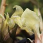 Preview: Japanischer Ingwer Dancing Crane (Pflanze)