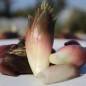 Preview: Japanischer Ingwer White Feather (Pflanze)