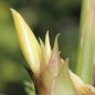 Preview: Japanischer Ingwer Silver Arrow  (Pflanze)