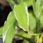 Preview: Japanischer Ingwer White Arrow  (Pflanze)