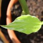 Preview: Japanischer Ingwer White Arrow  (Pflanze)