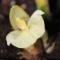 Preview: Japanischer Ingwer White Arrow  (Pflanze)